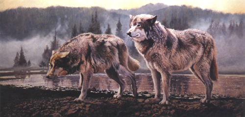 0012_Misty_Morning_Wolves.jpg