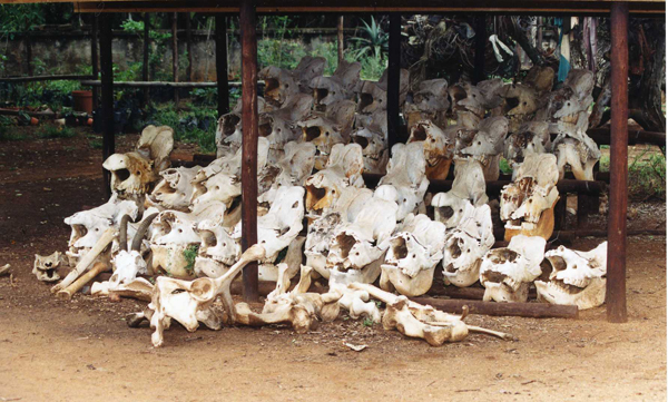 rhino_skulls_swaziland_f.jpg