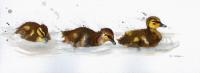 thumb_Ducklings.jpg