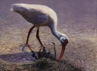 Birds,Bird,Oil painting,Ibis,Ding Darling,USA