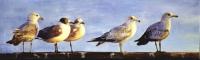 Birds,Bird,Oil painting,Laughing Gulls,USA