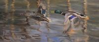 Birds,Bird,Oil painting,Mallard,British Bird, Sporting Art