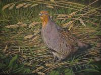 Birds,Bird,Oil painting,Sporting Art,British Game,Grey Partridge