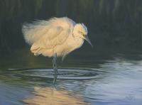 Birds,Bird,Oil painting,Little Egret,British Bird