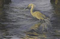 Birds,Bird,Oil painting,Snowy Egret,Florida USA