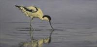 Birds,Bird,Oil painting,Wader,Avocet,British Bird,Esturary