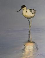 Birds,Bird,Oil painting,Wader,Avocet,British Bird,Esturary