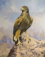 Birds,Bird,Oil painting,Hawk, Harris Hawk
