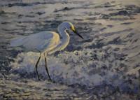 Birds,Bird,Oil painting,Snowy Egret,Florida