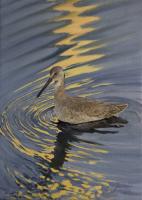 Birds,Bird,Oil painting,Willett,Florida