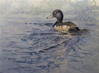 Birds,Bird,Oil painting,Tufted Duck,Wildfowl