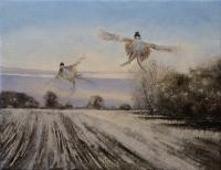 Birds,Bird,Oil paintingGame Bird,Pheasant