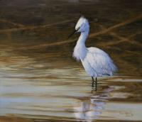 Oil painting,Paul Apps,Snowy Egret