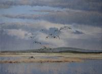 Birds,Bird,Oil painting,Shoveler,Duck,Wildfowl