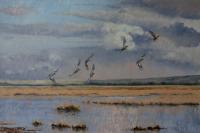 Birds,Bird,Oil painting,Widgeon,Duck,Wildfowl