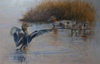 Birds,Bird,Oil painting,Teal,Duck,Wildfowl