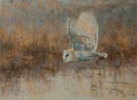 Oil painting,Owl,Barn Owl,Paul Apps