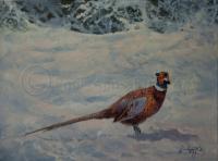 Pheasant, Oil painting,Paul Apps,Game Bird