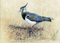 Birds,Bird,Oil painting,Lapwing,British Bird