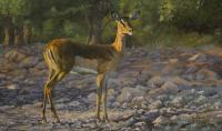 Balack Faced Impala, Africa, Etosha, Antelops