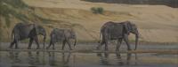 No tagElephants, Water,River,Zambia,Luangwa