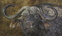 Buffalo, Head, Africa