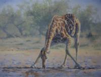 Africa,African,Big game,Giraffe, Reitfontiein,Oil Painting,
