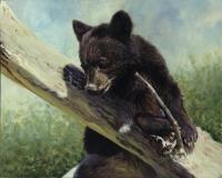 USA,America,Bear,Oil painting,Black Bear Cub