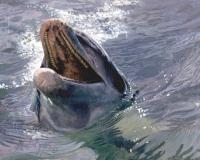 Dolphin,Mammal,Sea,Oil painting