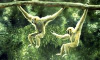 Primates,Gibbons,Lar,Rain Forest,Oil painting