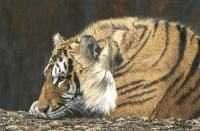 Big Cats,Asia,Tiger,Predators,Oil Painting, Feline,