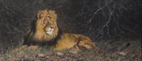 Africa,Lion,Big Cats,Predators,Oil Painting, Feline,