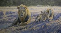 Africa,Lion,Big Cats,Predators,Oil Painting, Feline,