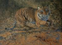 PAul Apps,Oil Painting,Big Cat,Tiger