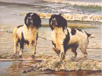 Dog,Sporting,canine,pet,portrait,Springer Spaniel