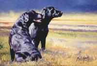 Dog,Sporting,canine,pet,portrait