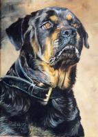 Dog,Sporting,canine,pet,portrait