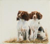 Dog,Sporting,canine,pet,portrait,Springer Spaniel