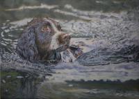 Dog,Sporting,canine,pet,portrait,Springer Spaniel