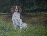 Dog,Sporting,canine,pet,portrait,Springer Spaniel