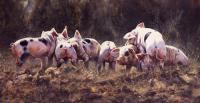 Oil painting,Pigs,Livestock,farm