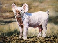 Pig,Oil painting,Farm,Livestock