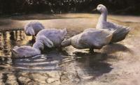 Ducks,Aylesbury,water,Oil painting,pond